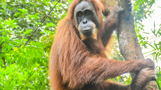 Illustration for article titled Put Down The iPad And Go Shave An Ape! 6 Awesome Things ’90s Kids Grew Up Doing To Orangutans That Kids Today Are Totally Missing Out On